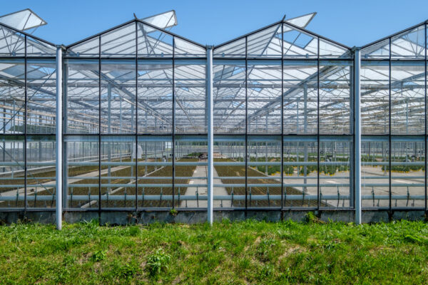 Commercial glass greenhouses. High tech industrial production of vegetables and flowers.